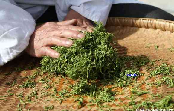 中茶厂家，探索中国茶文化的魅力：中茶厂家的茶叶 *** 工艺与历