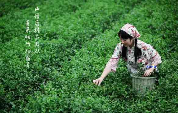 临海蟠毫是名茶吗？探讨其品种与分类