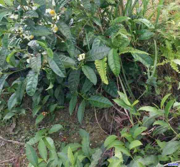 家庭炒制红茶的 *** -家庭炒制红茶的 *** 有哪些