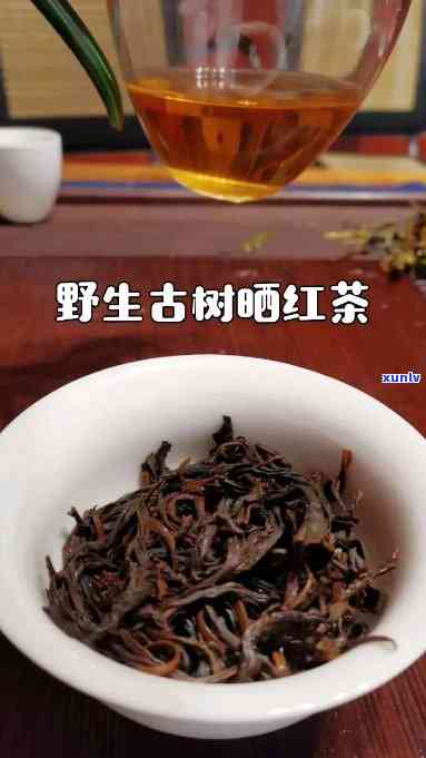 野生古树红茶：口感特点解析与高级品鉴