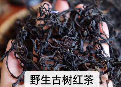 野生古树红茶：口感特点解析与高级品鉴