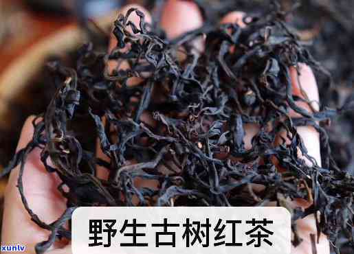 古树野生红茶适用年龄阶，探究古树野生红茶的适宜饮用年龄阶