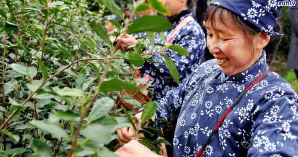 路边卖茶的可以买吗-路边卖茶的可以买吗现在