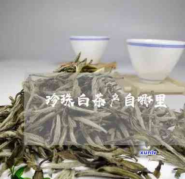 白珍珠茶价格是多少-白珍珠茶多少钱一斤