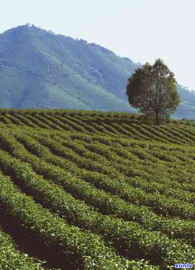 安吉是产茶的地方吗-安吉是产茶的地方吗知乎