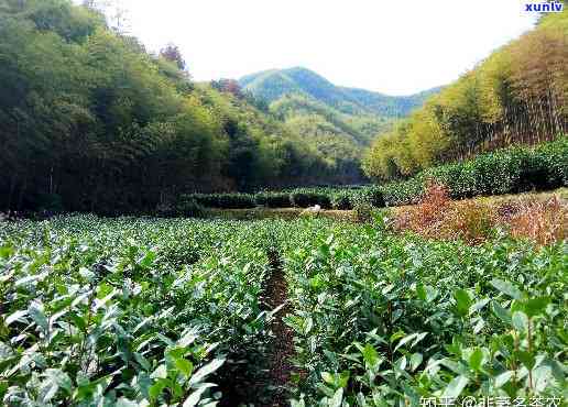 安吉是产茶的地方吗-安吉是产茶的地方吗知乎