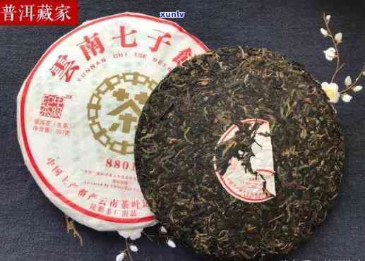 中茶8861，探索茶叶新品种：了解中茶8861的独特魅力