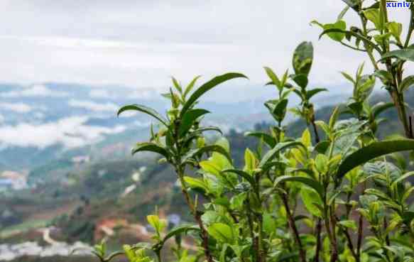 班盆古树茶属于哪个茶区？了解其所属档次与类别