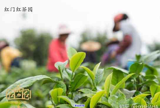 英德红茶的历文化-英德红茶历文化教案中班