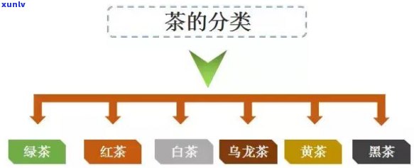 茶的分类，深入了解茶的世界：探索茶的不同种类与分类