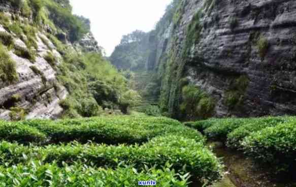 正岩半岩洲茶的划分-正岩半岩洲茶的划分图