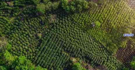 自制红茶的做法视频，【视频】轻松学会自制红茶，享受健美味！