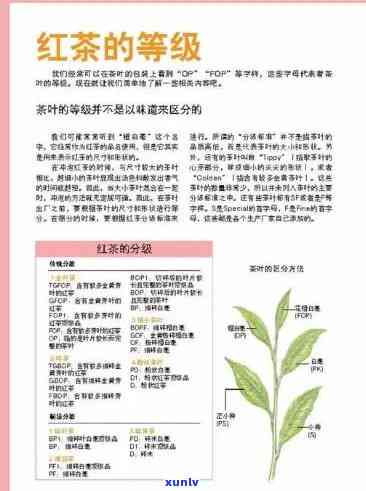 红茶的标准号是多少？了解红茶产品标准与编号