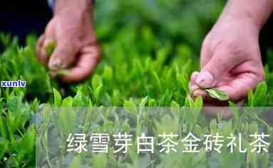 绿雪芽金砖礼茶价格-绿雪芽金砖礼茶价格是多少