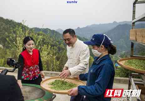 石门的茶：全国之首的茶叶