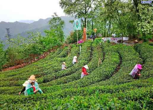 石门茶厂，探索中国传统文化：石门茶厂的历与影响