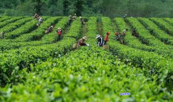 石门茶厂，探索中国传统文化：石门茶厂的历与影响