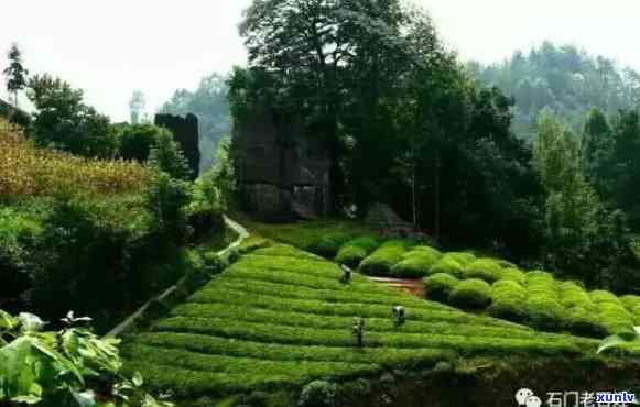 石门茶厂，探索中国传统文化：石门茶厂的历与影响