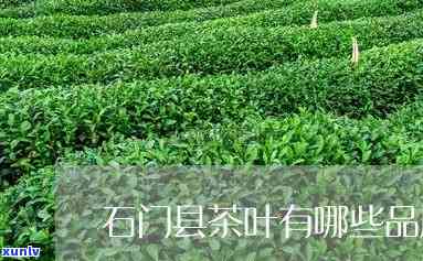 石门什么茶有名？揭晓当地知名茶叶品种！