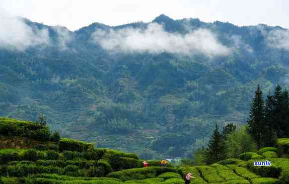 茶的原产地你认为在哪里，探寻茶叶的起源地：你心中的答案是哪里？