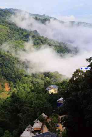 茶的原产地是中国吗-茶的原产地是中国吗还是