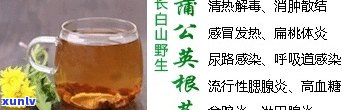 公英根泡茶的功效、作用与主治功能及禁忌