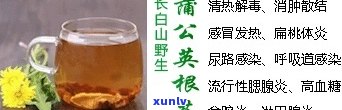 公英根泡茶的功效-公英根泡茶的功效与作用