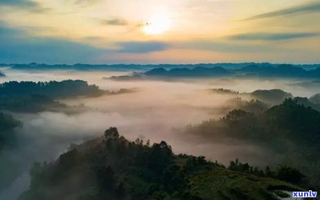 威远高山云雾茶价格-威远高山云雾茶价格表