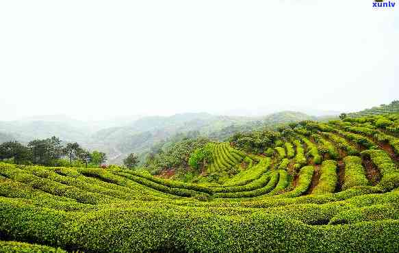 大岚高山云雾茶价格是多少，大岚高山云雾茶的价格是多少？答案在这里！