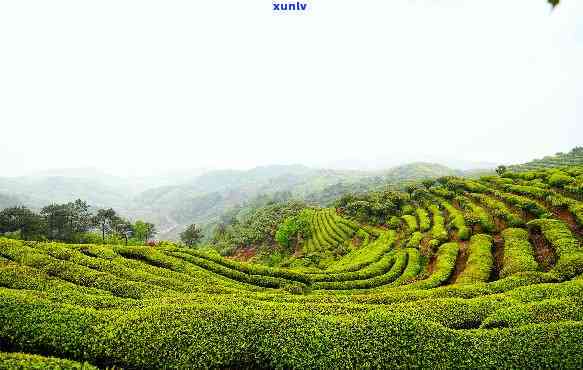 大岚高山云雾茶价格-余大岚高山云雾茶