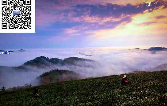 大岚高山云雾茶价格-余大岚高山云雾茶