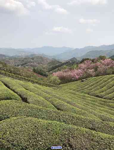 大岚高山云雾茶价格-余大岚高山云雾茶