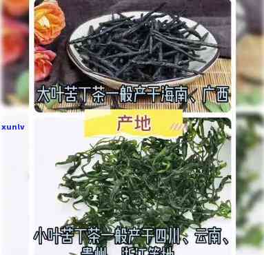 目前老叶苦丁茶价格多少？最新行情一文告诉你！