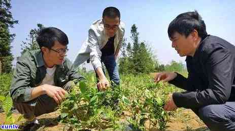 九十年代的茶，回顾九十年代：那个时代的茶文化与特色