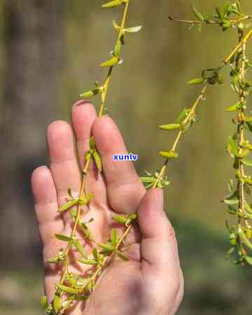 柳树嫩芽泡茶的功效与禁忌，柳树嫩芽泡茶：探索其独特的功效和使用禁忌