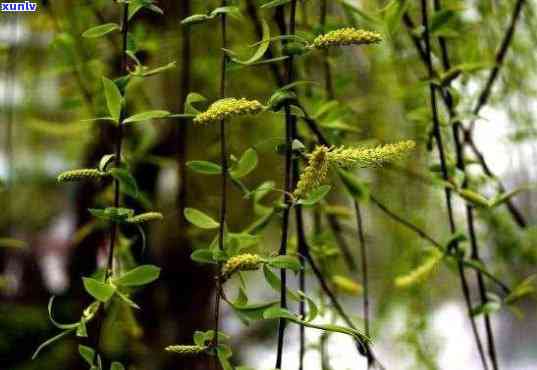 柳树嫩芽可以泡茶喝吗？无吗？看图解惑