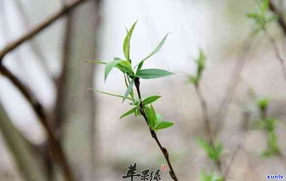 柳树嫩芽泡茶的功效-柳树嫩芽泡茶的功效与禁忌