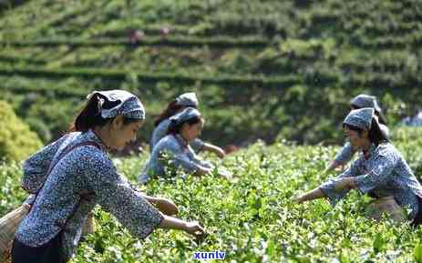 古树金叶茶是什么茶，探秘古树金叶茶：这是一种什么样的茶叶？