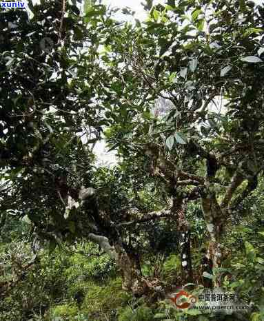 景迈山野生古树茶0085：全面介绍景迈山野生古树茶0081与001的相关知识