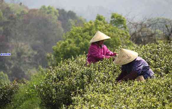 台州火山茶：源自玉环的天然珍品