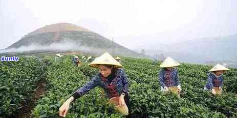 玉环火山茶和茶价格-玉环火山茶什么价格