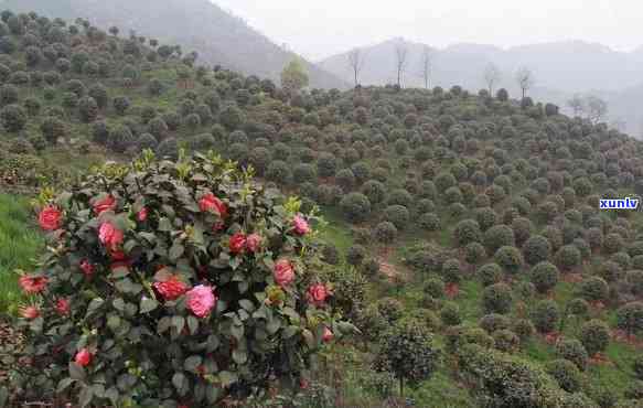 州石芽坝山茶价格表，查询州石芽坝山茶价格，一网打尽最新行情！