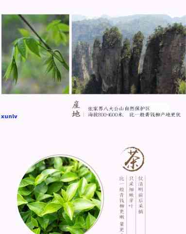 南宝有机茶价格-南县宝有机茶高端价格