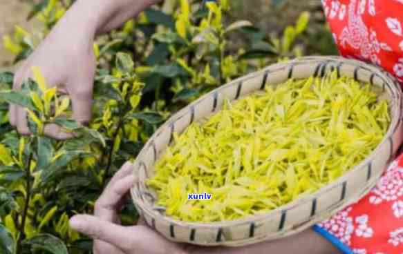 大金芽介绍，探索珍贵的大金芽：茶叶的传说与历