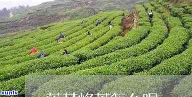 莲花峰茶的功效成份-莲花峰茶的功效成份是什么