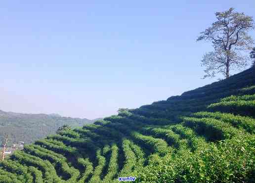 十八棵御茶价格明前-十八棵御茶多少钱