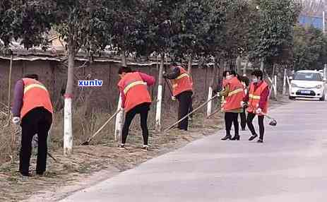 陕西泾阳根社茶价格-陕西泾阳根社官茶