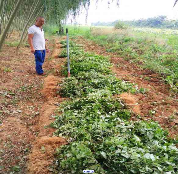 山西连翘茶价格行情最新，最新！山西连翘茶市场价格行情全解析