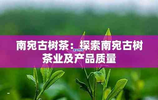 南宛古树是哪里的茶叶，探寻古韵：南宛古树茶，来自何方？