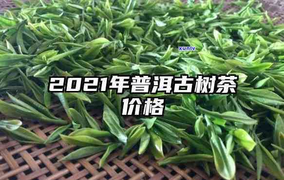 2021年古树春茶-2021年古树春茶价格